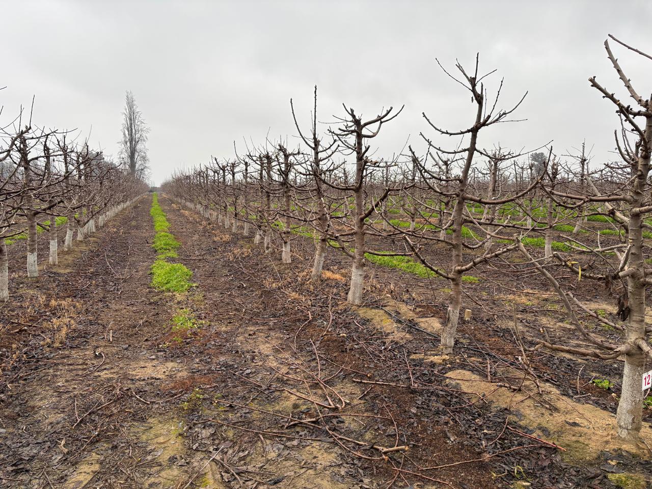 Campo en Paine - Farm Brokers - Venta de Campos en Chile